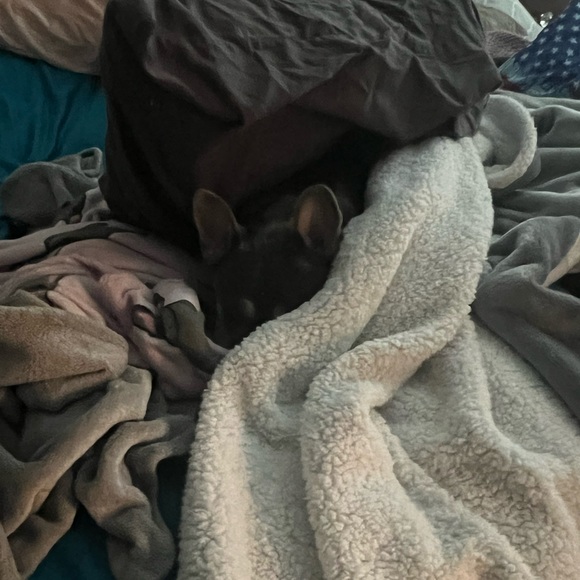 Meet your Posher, Angela - Picture 4 of 9